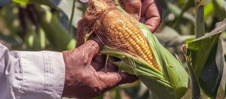 agriculture worker with the corn