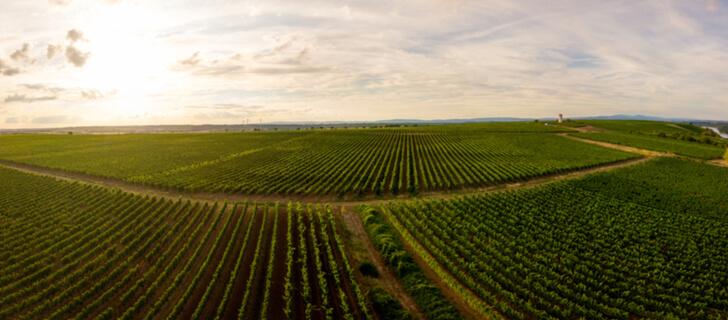 crops grown in rows