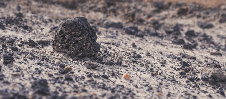 contaminated soil after rain