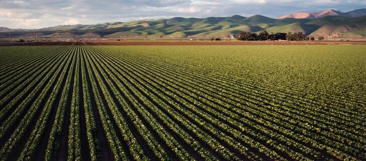 field with crops near the mountains