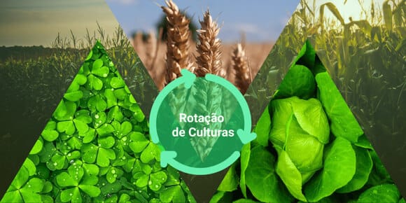 Rotação De Culturas: Uma Forma De Aumentar O Seu Rendimento