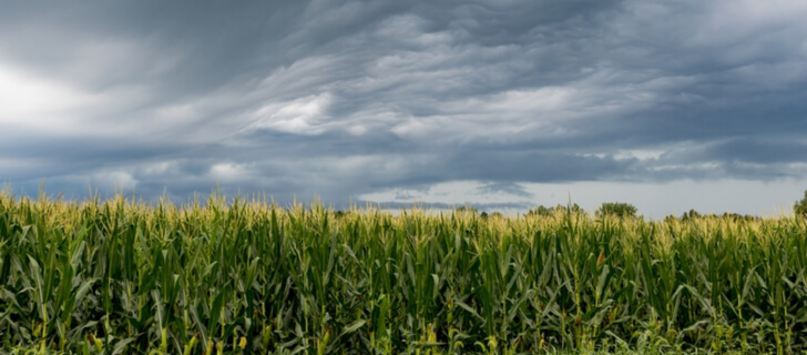 cornfield under bad weather conditions