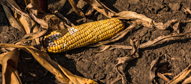 damaged corn crop