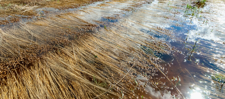 crop-hail insurance flood