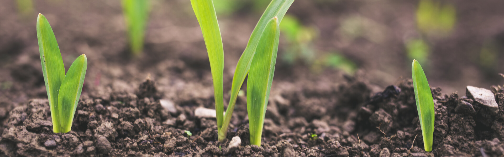 Crop Growth Stages How They Help To Monitor Crops Health