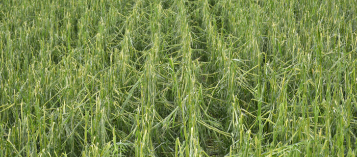 cornfield heavily damaged by hail