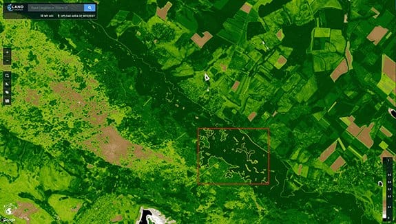 Clasificación De Tipos de Bosques