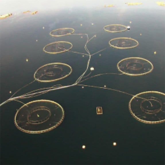 Aquaculture Management