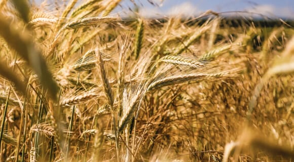 adaptação do trigo às mudanças climáticas na agricultura