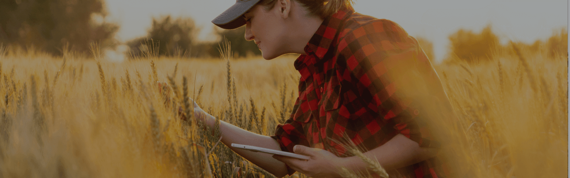 agrônomo verifica a qualidade das colheitas