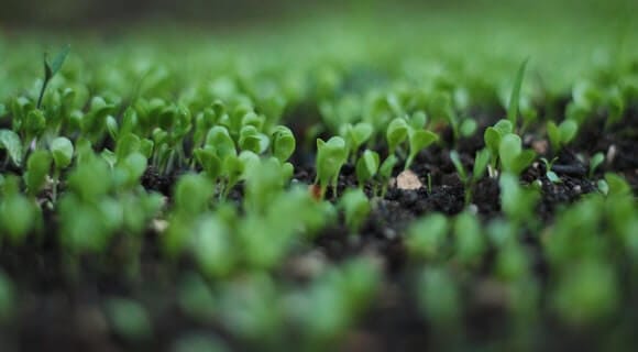 plantas jovens cultivadas em terra saudável