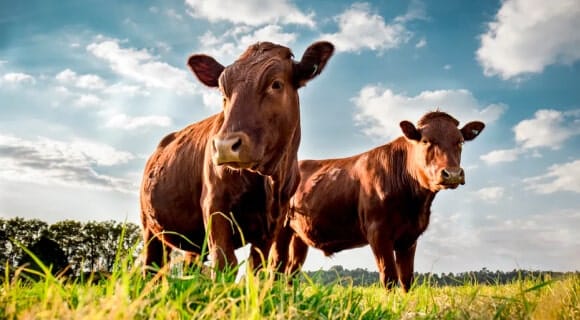 vacas en el pasto que son parte de la integración animal en la producción de cultivos
