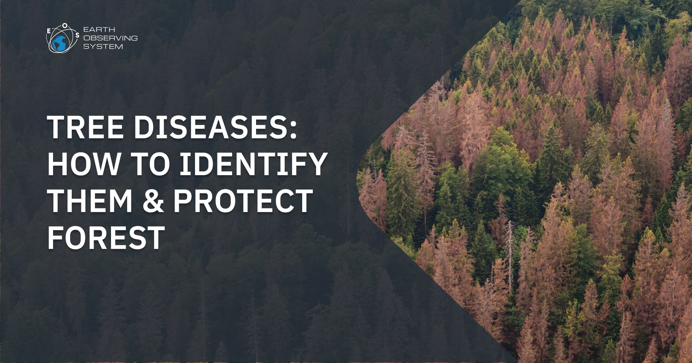 tree-diseases-causes-types-identification-treatment
