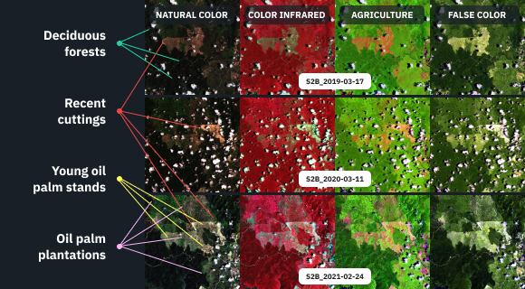 deforestation monitoring connected with palm oil production