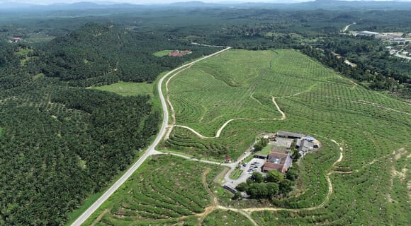 molino de aceite de palma junto a un bosque