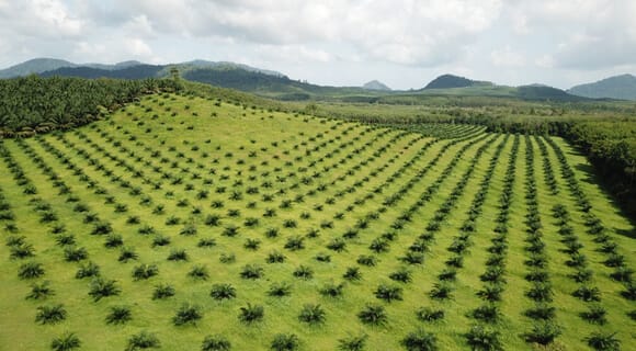 plantación de palma de aceite joven