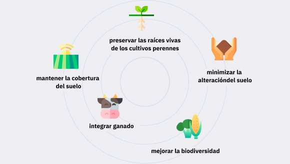 cinco principios de la agricultura regenerativa