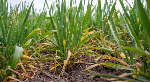 wheat bottom leaves discoloration because of N deficiency
