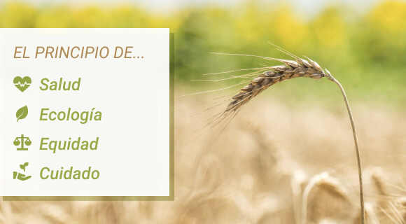 principios de la agricultura orgánica: salud, ecología, equidad, cuidado