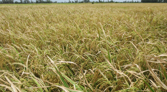 amarillamiento de las hojas de arroz causado por la deficiencia de nitrógeno