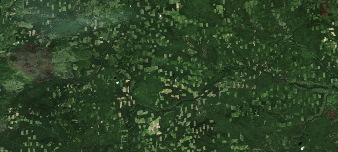 forest monitoring software