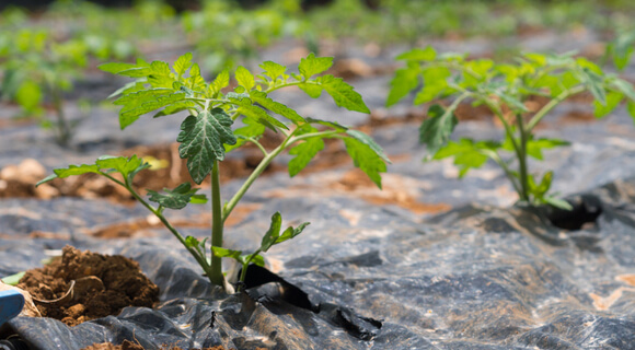 cultivo de tomates con película de plástico para matar la maleza