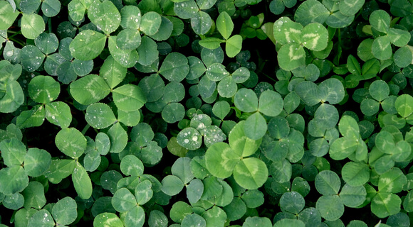 cultivo de trébol como abono verde