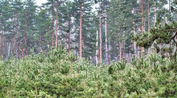 forest recovery after clear-cutting