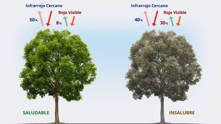 esquema de trabajo NDVI