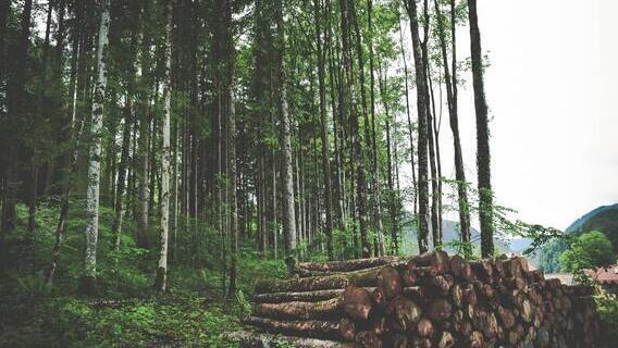 forest logging