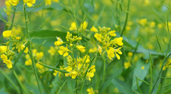 cultivo de mostaza