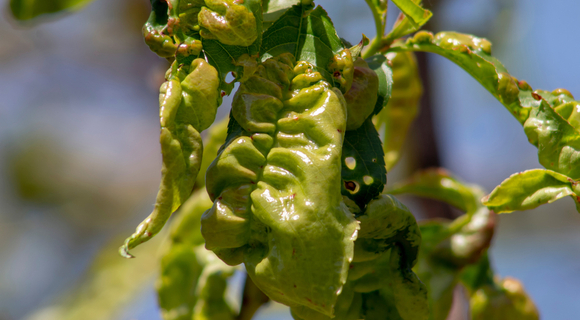 visible signs of chemical burn of crop