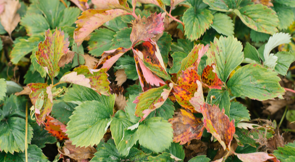 strawberry leaves burned with chemicals