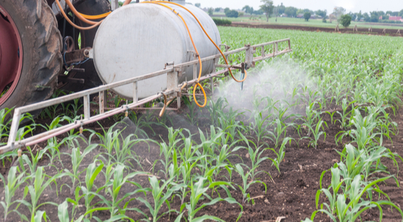 fertilizer application to young green corn field