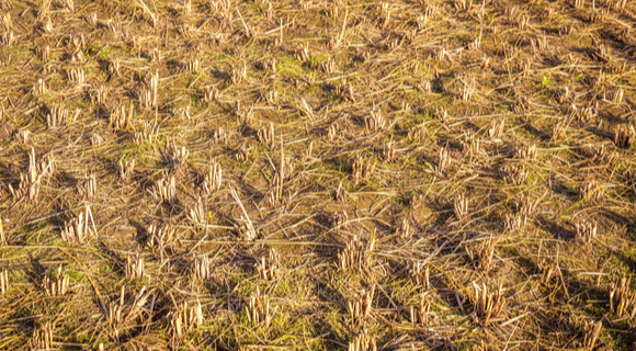 residue of the paddy field