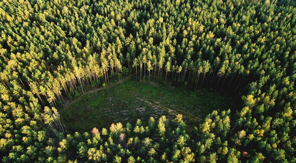 controlled deforestation