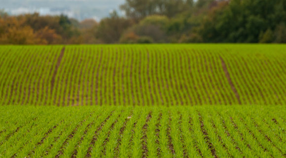 no-tilled soil with fresh green sprouting plants