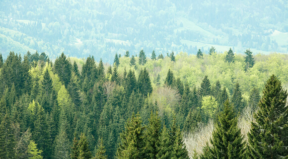 pine forest