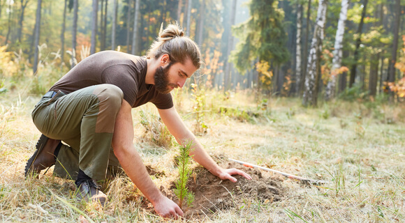 replanting forest stand sustainably