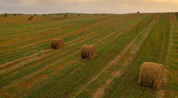 residues of crops in the field after harvesting
