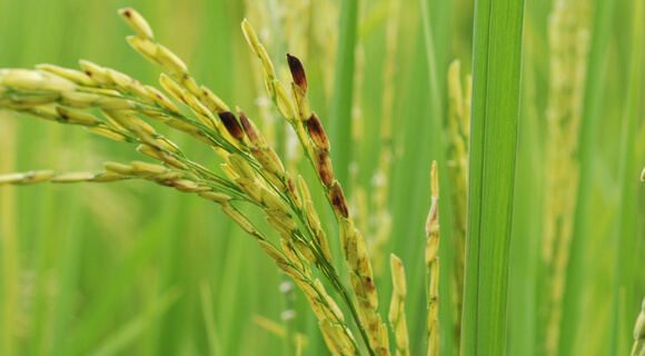 doença dirty panicle no arroz causada por Curvularia lunata