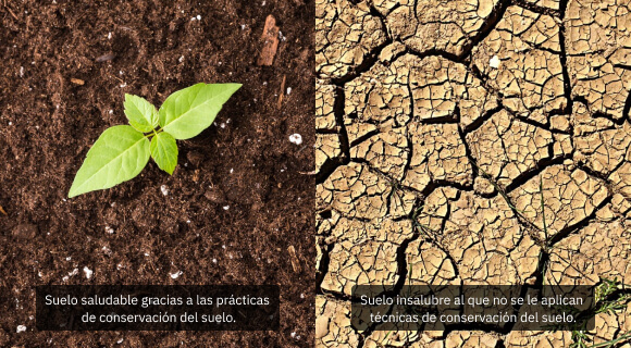 suelo sano frente a insalubre