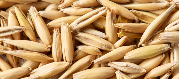 selected oat grains