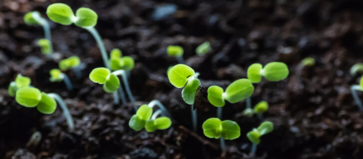 young healthy seedlings grown of treated seeds