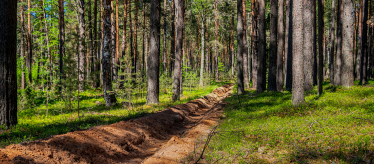 zona de amortiguación en un bosque para prevenir incendios forestales
