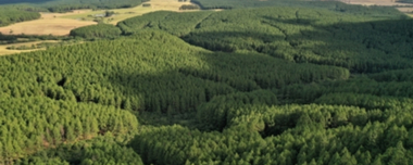 Forest Management: How To Plan & Implement