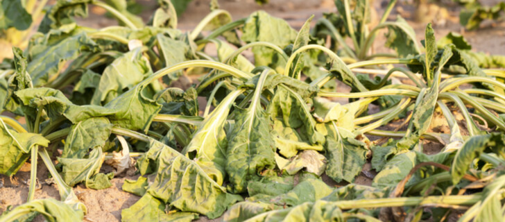 withering leaves of sugar beet