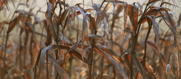 corn plants that experienced permanent wilting point